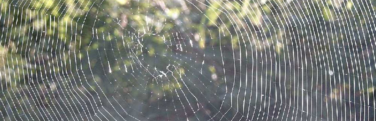 Spinnennetz